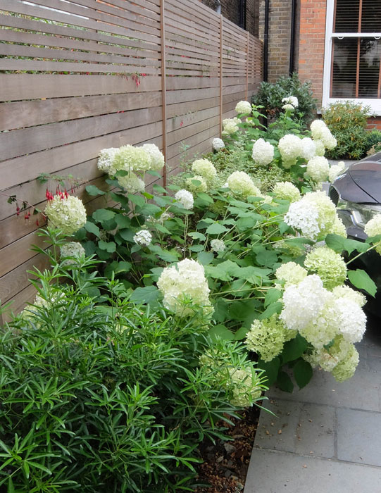 Hydrangea Annabelle and Choisya Aztec Pearl